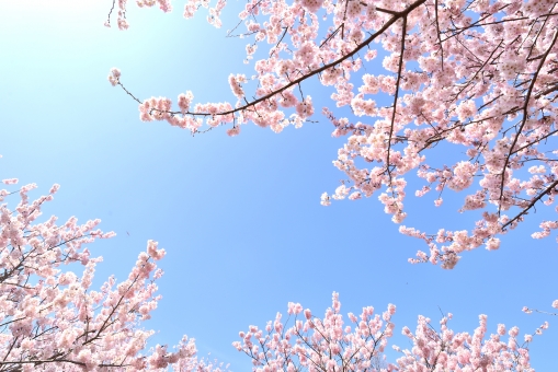 アクアセレクト 桜の写真